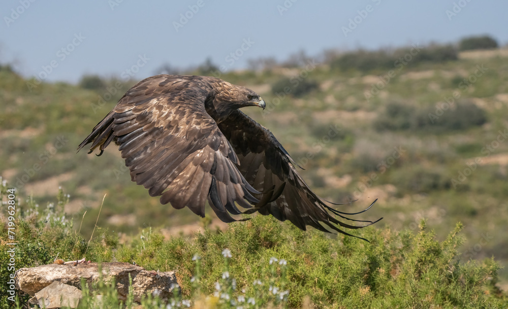 the majestic golden eagle in flight the majestic golden eagle in flight