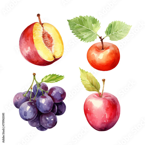 watercolor painting of summer fruits four collection