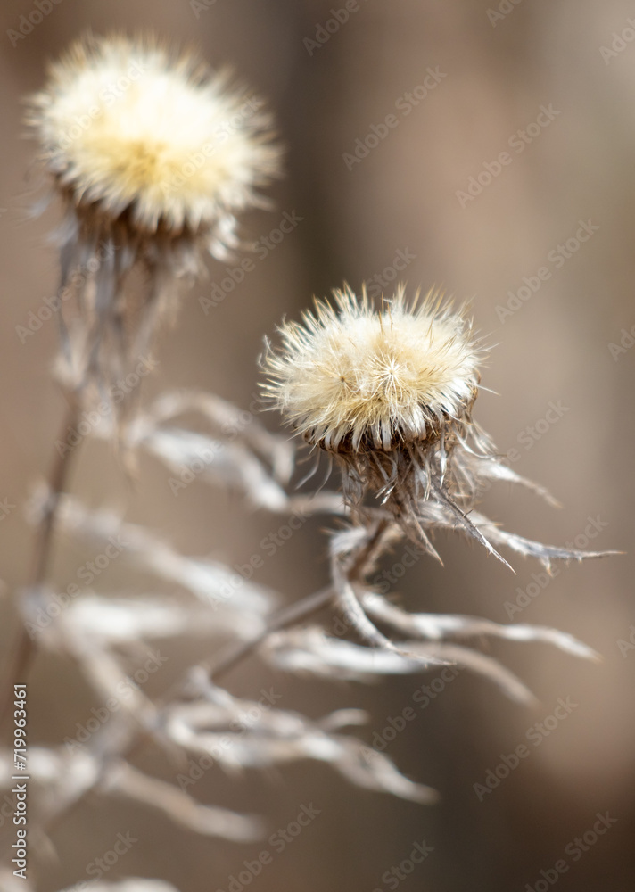 Dry ears of flowers on herbaceous plants