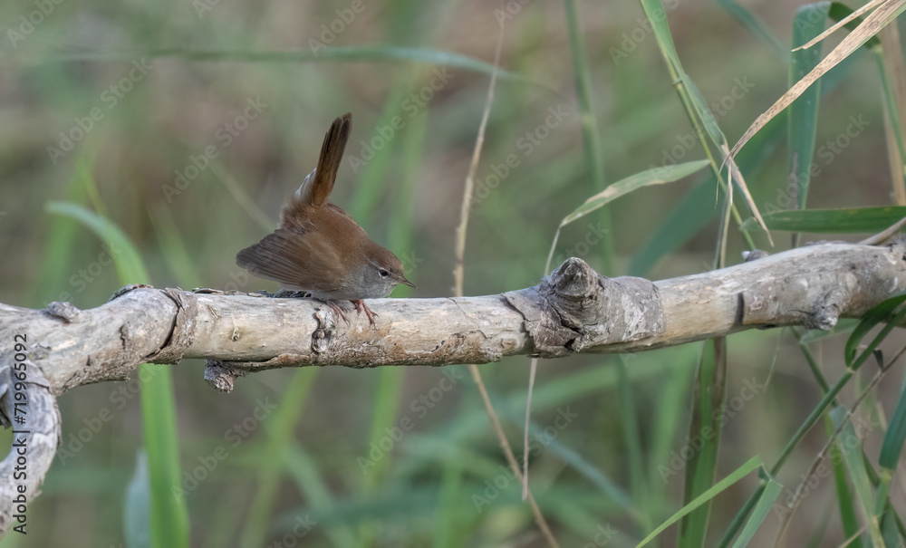 Fototapeta premium cetti's warbler on the branch always near the pond 