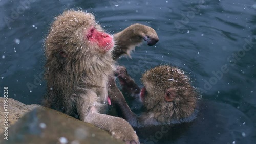 Two cute funny snow Monkeys in the snow at Jigokudani nature park, Japan: Slow Motion of Japanese monkey in Hot Spring, tourism in Japan in winter photo
