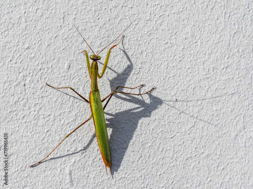 Detail of the green praying mantis walking on the white wall.