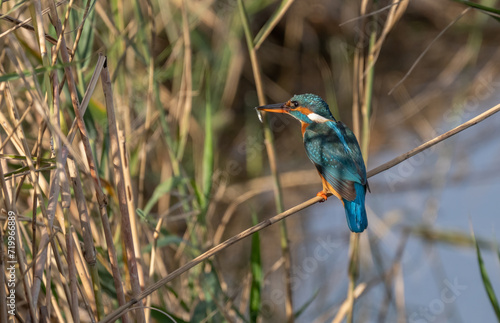 the kingfisher waiting on the branch 