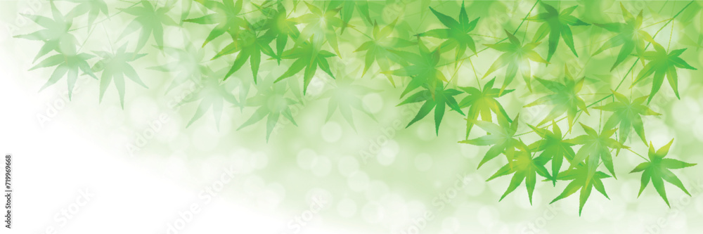 もみじ 新緑 暑中見舞い 背景 もみじ 新緑 暑中見舞い 背景