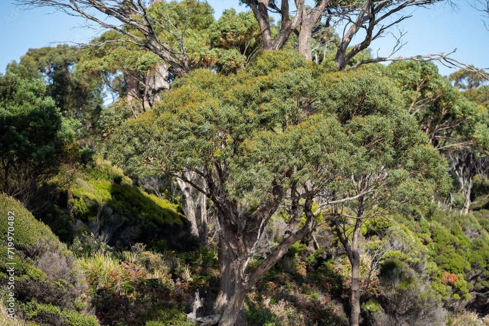 ancient red gum eucalyptus tree growing on a river bank on a sustainable agricultural farm in outback australia