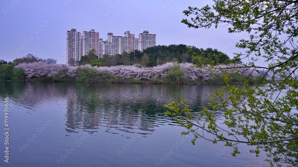 Lake and cherry blossom road scenery on a spring day in Korea