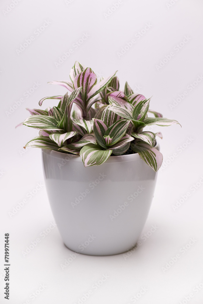 Potted Tradescantia house plant in white pot on light grey background