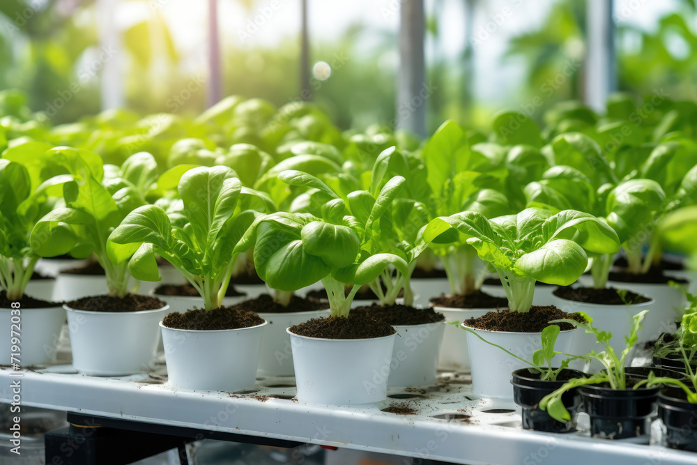 Nature green vegetable spring fresh planting grow gardening leaf growth agriculture Nature green vegetable spring fresh planting grow gardening leaf growth agriculture