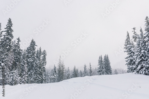 Pacific Northwest winter forest, mountain landscape © Nicole Kandi
