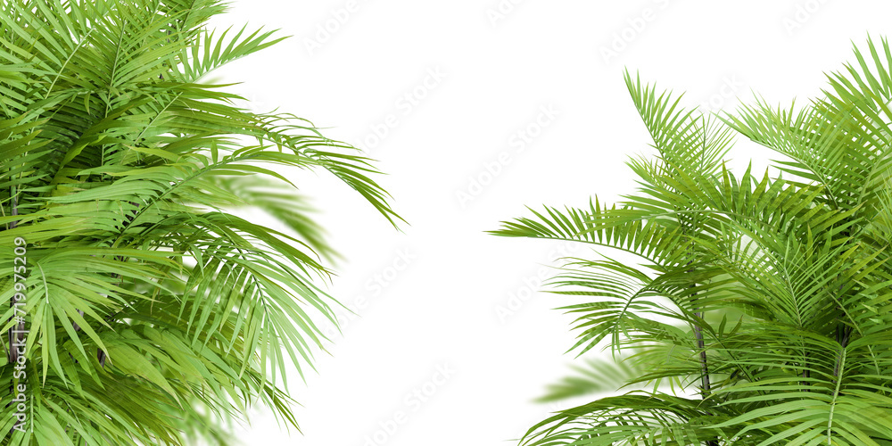 Palm leaves isolated on white	