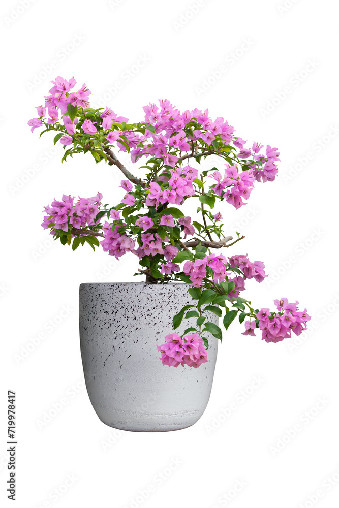 Beautiful purple Bougainvillea flower bloom in pot isolated on white background included clipping path.