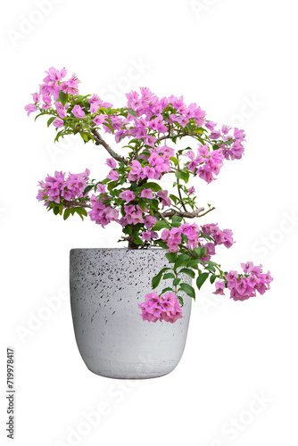 Beautiful purple Bougainvillea flower bloom in pot isolated on white background included clipping path.
