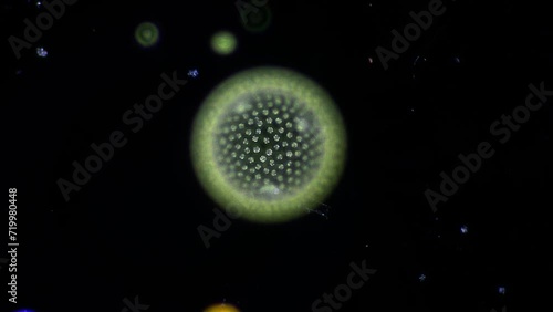 a single colony of the green alga Volvox, revolving under the microscope like a planet in the dark universe. Various micro organisms come to visit. 400x magnification, dark field microscopy photo