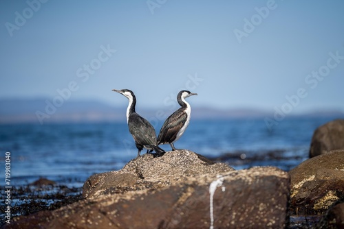 cormorant and seagull on an island in tasmania australia in summer with chicks in a nest