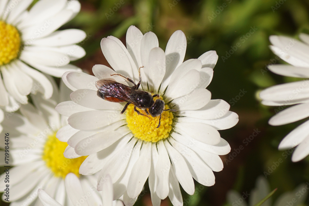 Blood bee Sphecodes monilicornis. Family sweat bees (Halictidae). Flower of common daisy Bellis perennis, family Asteraceae. May, Dutch garden Blood bee Sphecodes monilicornis. Family sweat bees (Halictidae). Flower of common daisy Bellis perennis, family Asteraceae. May, Dutch garden