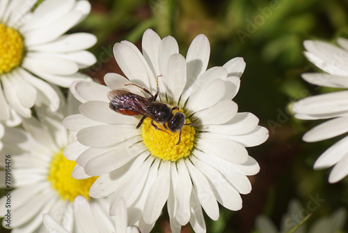 Blood bee Sphecodes monilicornis. Family sweat bees (Halictidae). Flower of common daisy Bellis perennis, family Asteraceae. May, Dutch garden