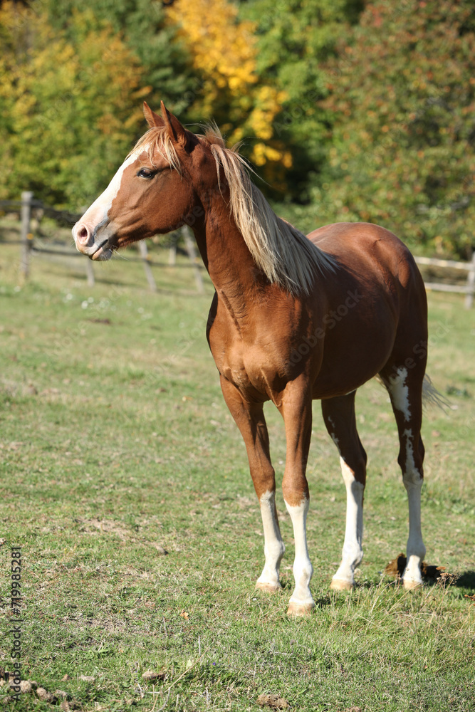 Amazing western horse on the pasturage Amazing western horse on the pasturage