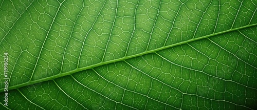 A captivating closeup macro photograph showcasing the intricate details of green organic foliage leaves, perfect as a textured leafy background, Ai Generated.