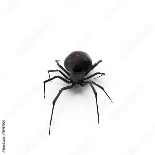 Widow Spider with Fur PNG