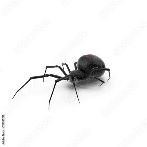 Widow Spider with Fur PNG