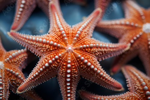 Exotic orange starfish