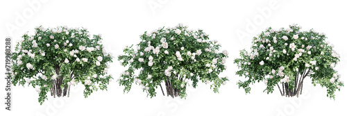 Rose bush isolate transparent background.3d rendering PNG photo
