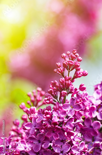 Purple lilac flowers on the bush. Beautiful Syringa flowers, selective focus. © Sasha