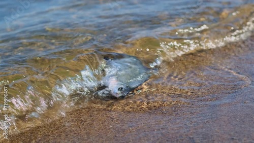 A dying freshwater river fish splashes in the water near the sandy shore. Environmental disasters, helminth infestation, global warming, climate change. photo