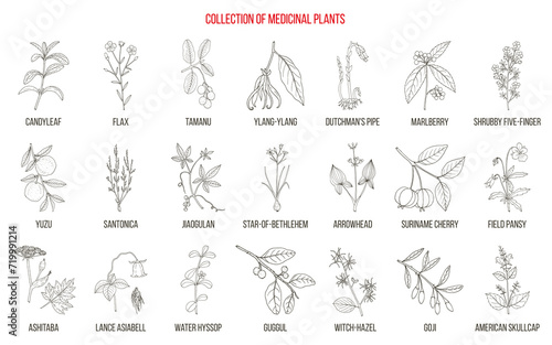 Collection of edible and medicinal plants