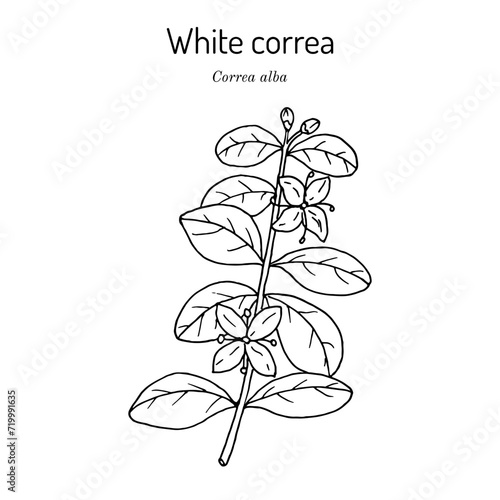 White correa (Correa alba), edible, ornamental and medicinal plant