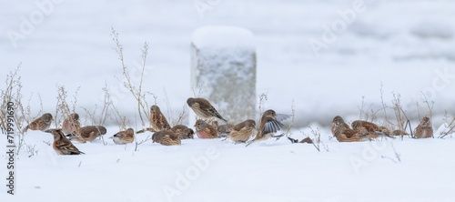Photos Common linnet, Linaria cannabina