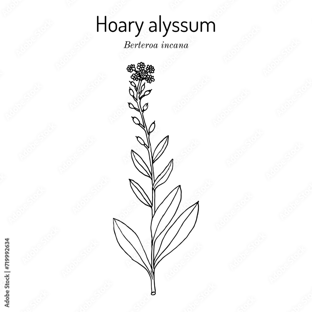 Hoary alyssum (Berteroa incana), medicinal plant Hoary alyssum (Berteroa incana), medicinal plant