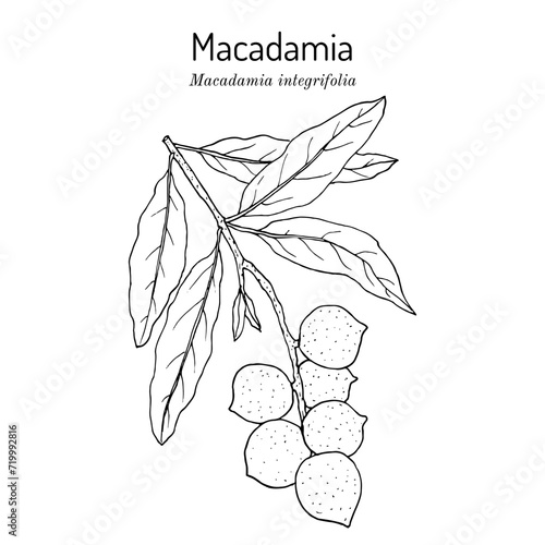 Macadamia nut branch (Macadamia integrifolia), edible and medicinal plant.