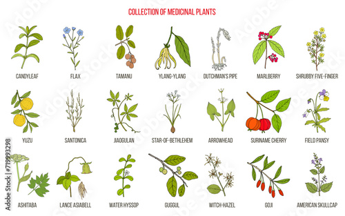 Collection of edible and medicinal plants
