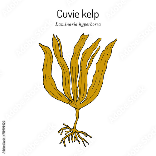 Tangle, or cuvie (Laminaria hyperborea), edible and medicinal seaweed