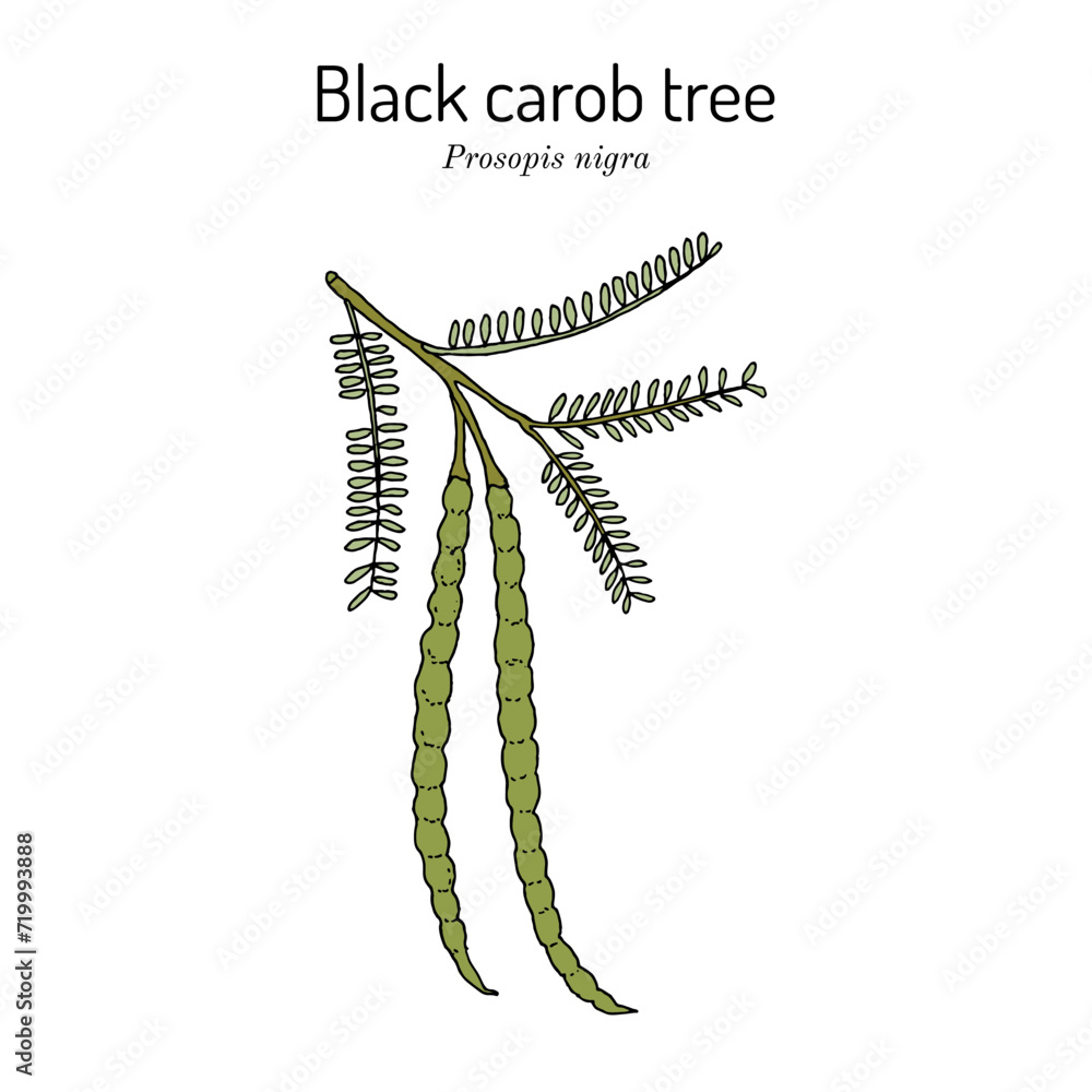 Black carob tree (Prosopis nigra), medicinal plant Black carob tree (Prosopis nigra), medicinal plant