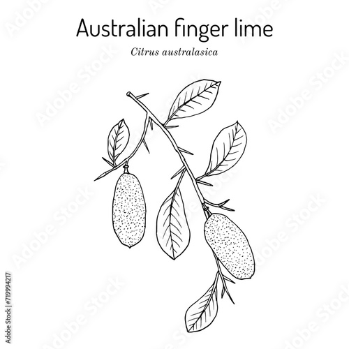 Australian finger lime (Citrus australasica), edible and medicinal plant.