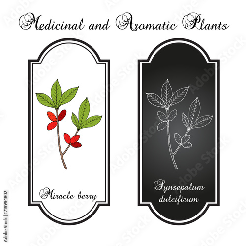 Miracle berry (Synsepalum dulcificum), edible and medicinal plant.