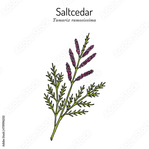 Saltcedar (Tamarix ramosissima), medicinal plant