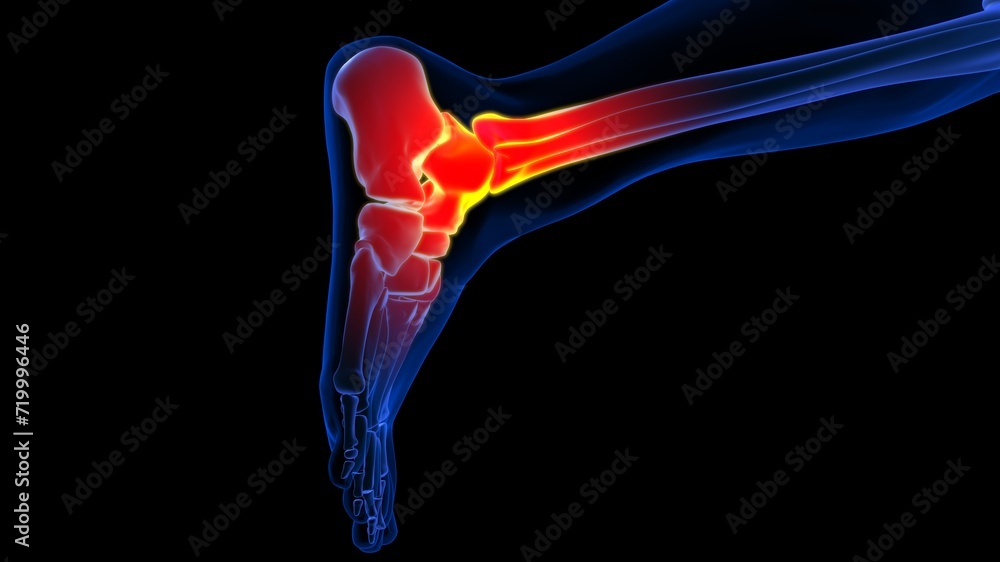 Ankle joint pain anatomy for medical concept 3D rendering Ankle joint pain anatomy for medical concept 3D rendering