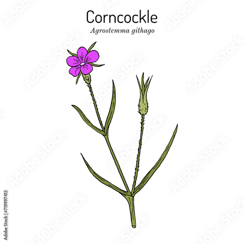 Corncockle (Agrostemma githago), medicinal plant photo