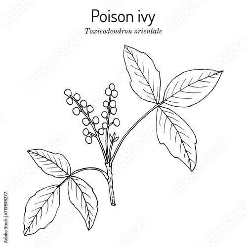Poison ivy (Toxicodendron orientale), medicinal plant