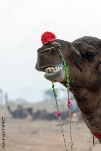 Puskar Festival at Rajasthan India. Camel silout pictures