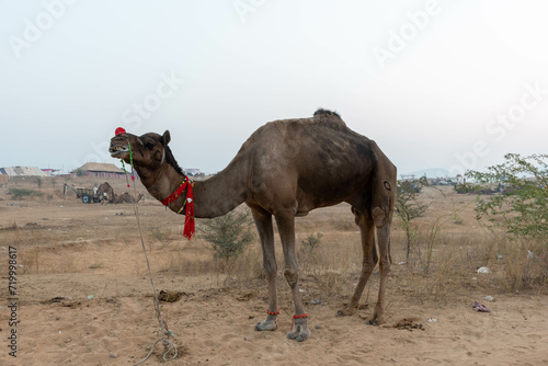 Puskar Festival at Rajasthan India. Camel silout pictures photo