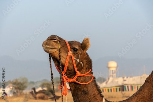 Puskar Festival at Rajasthan India. Camel silout pictures