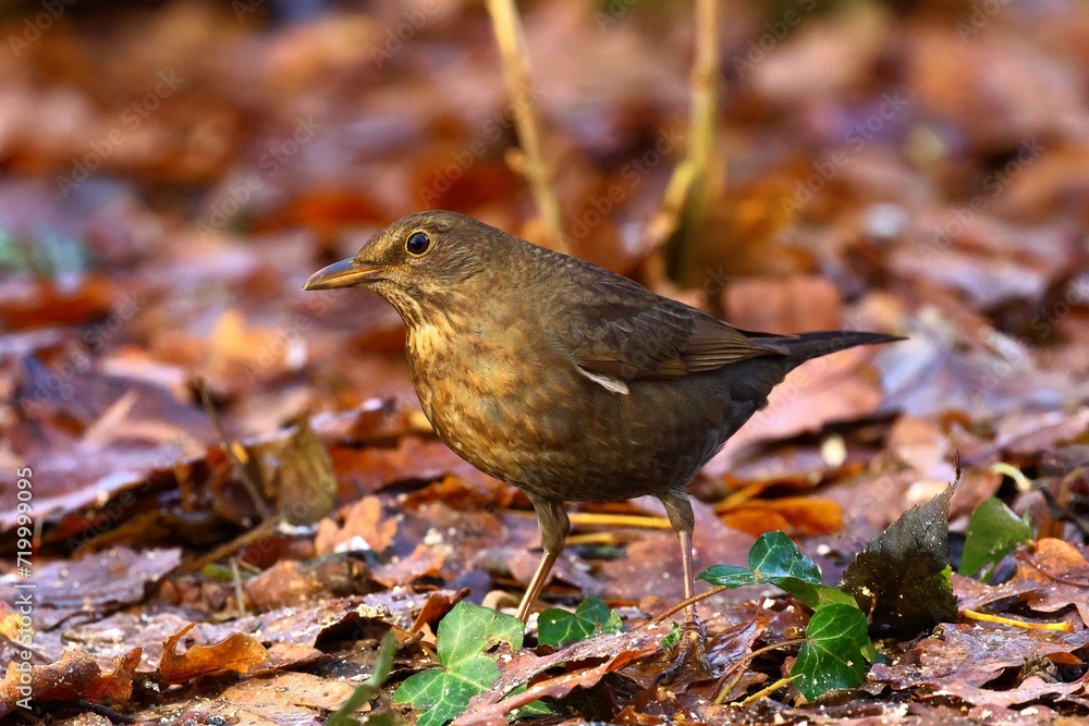 closeup of a blackbird closeup of a blackbird