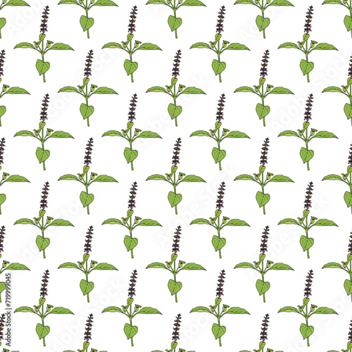 Seamless pattern with Holy Basil, or tulasi (Ocimum tenuiflorum), edible and medicinal plant