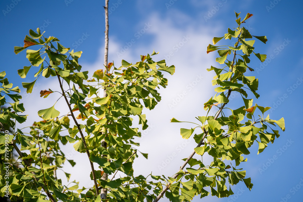 Ginkgo biloba in the botanical garden. Ginkgo biloba is a species of