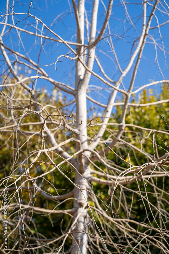 Populus tremula in the botanical garden. Populus tremula is a species of poplar native to cool temperate regions of the Old World. Populus tremula in the botanical garden. Populus tremula is a species of poplar native to cool temperate regions of the Old World.