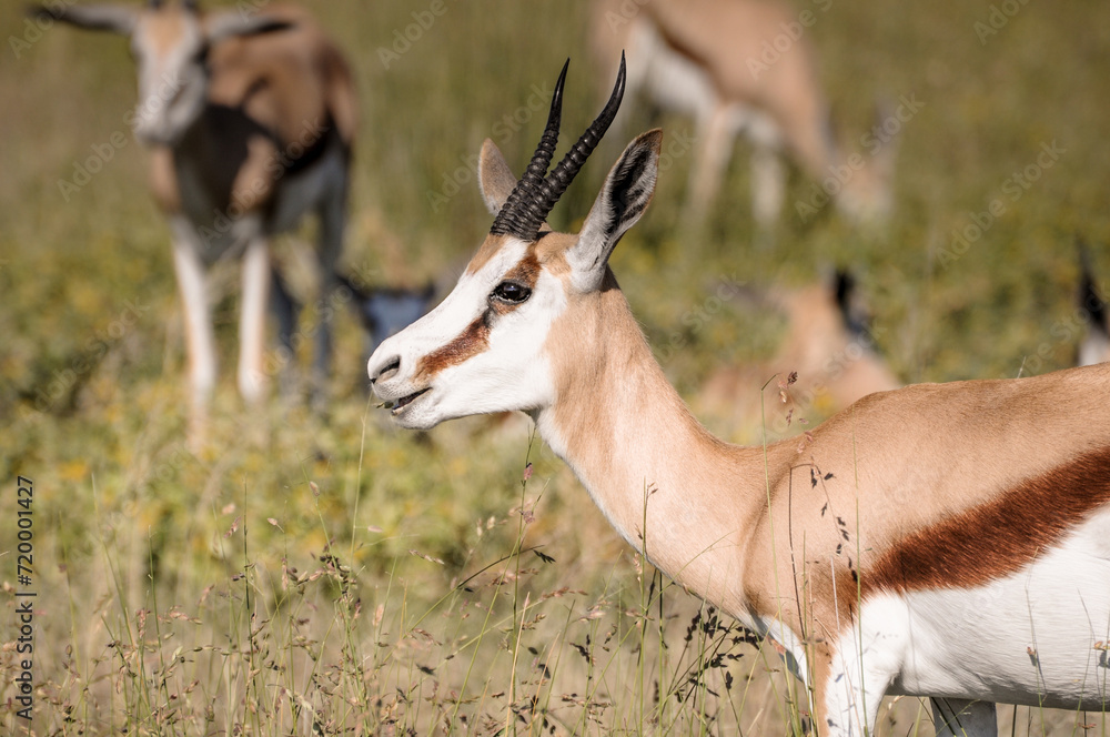wild springboks grazing in Etosha National Park wild springboks grazing in Etosha National Park